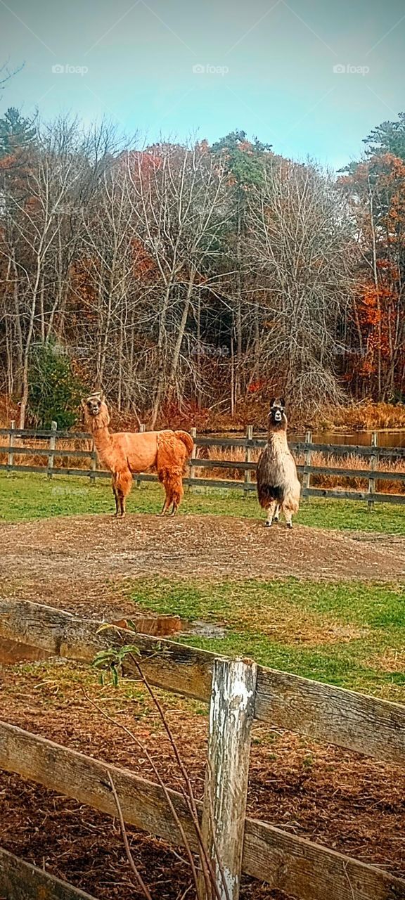 King of the Hill Llama