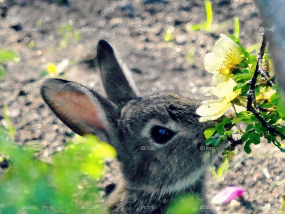 Wild bunny smell yellow roses