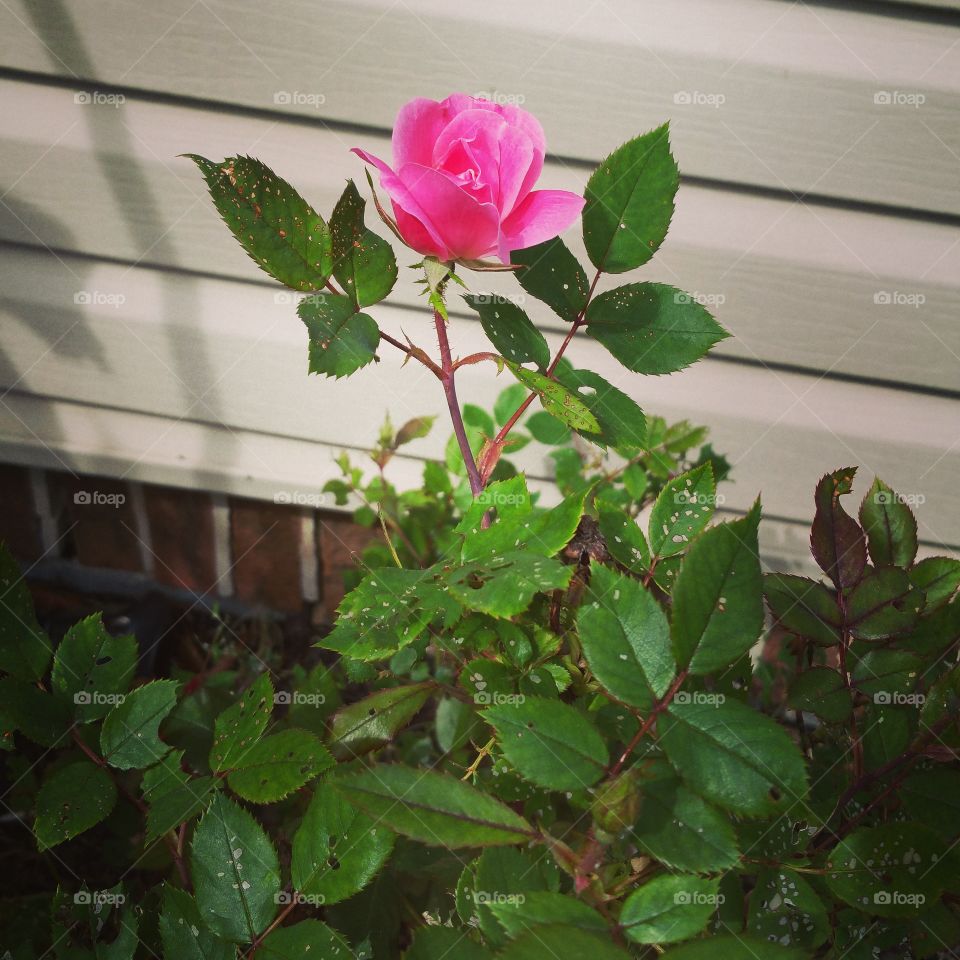 rose. taken in my yard 