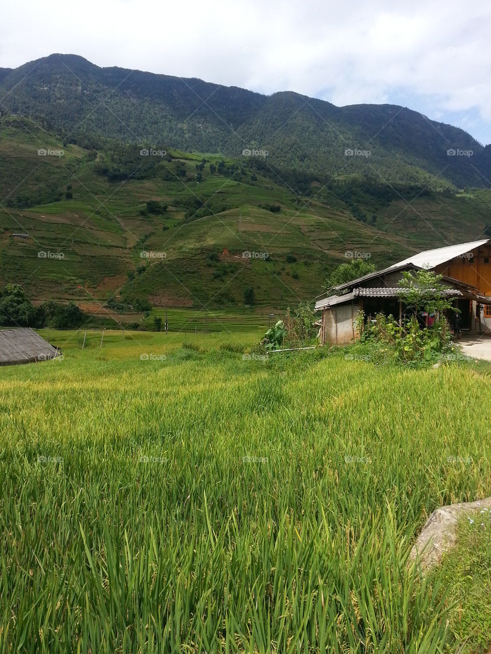 Rice field in Sapa, Vietnam