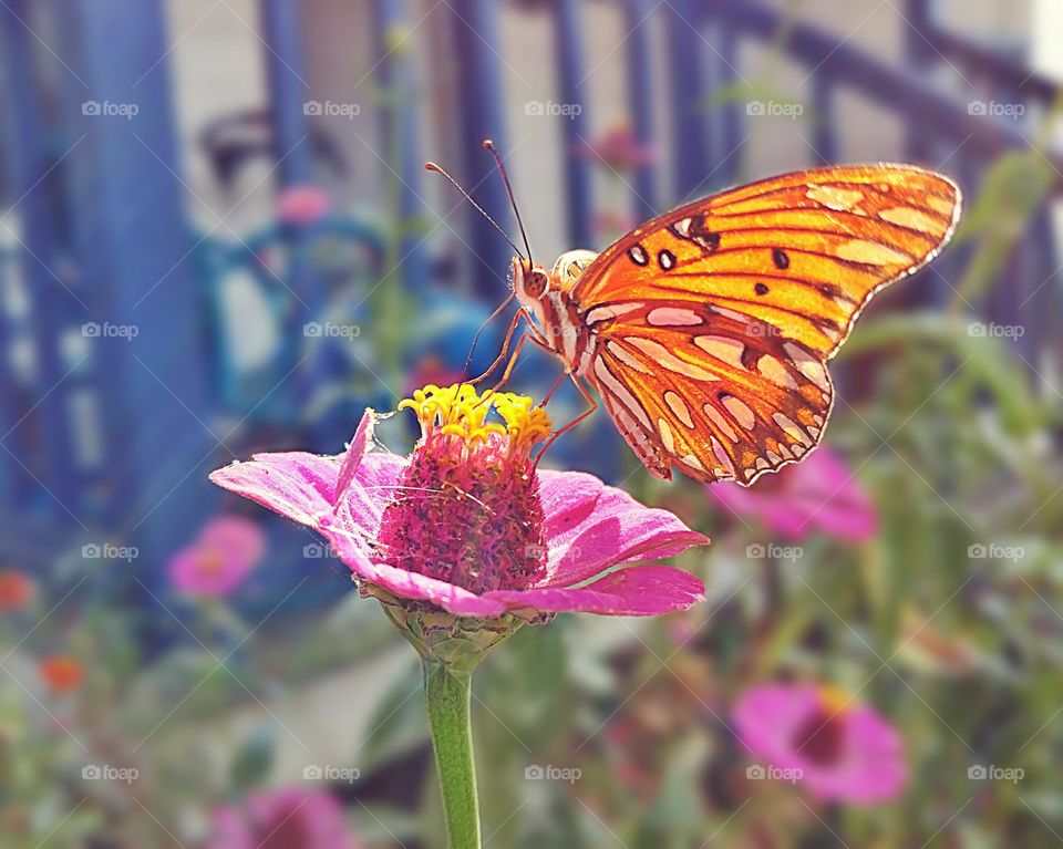 Monarch Butterfly