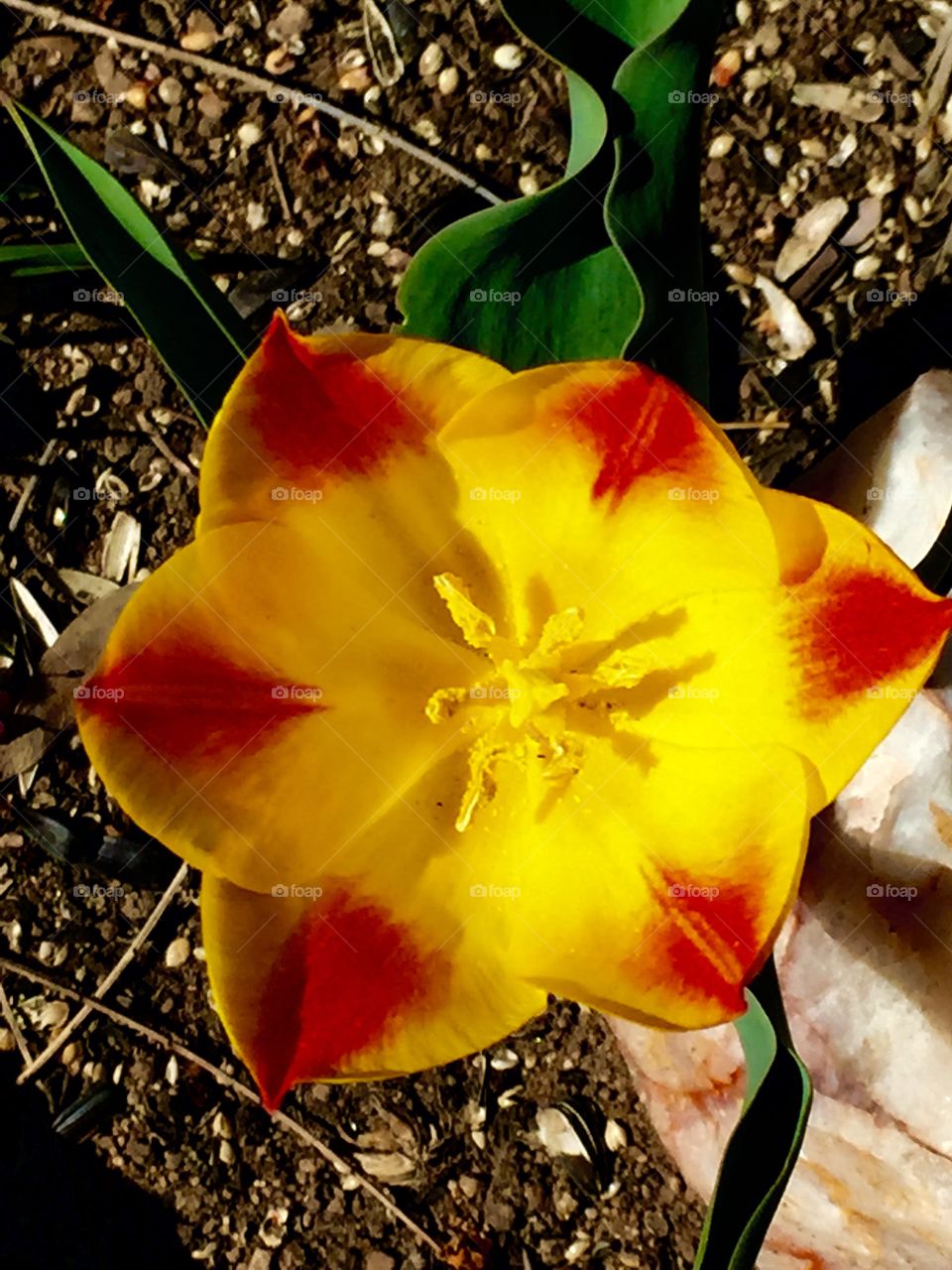 Bright yellow flower . Beautiful yellowish & red tip tulip