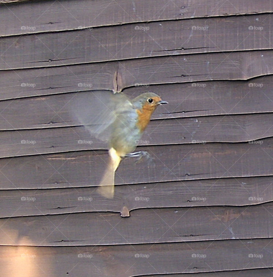 Robin in flight