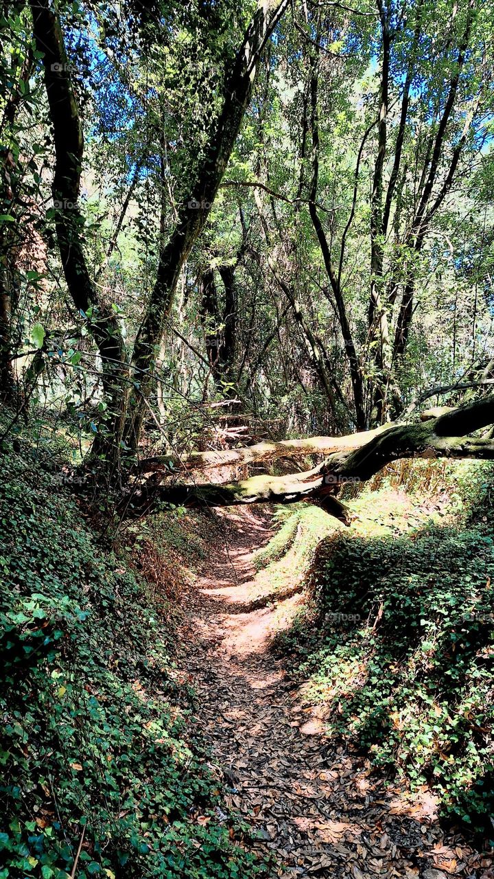 Old path leading through a North Atlantic coastal forest with laurel trees. Galicia, Spain.