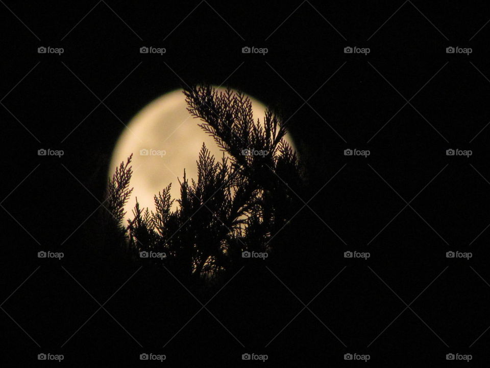 Trees and the full moon