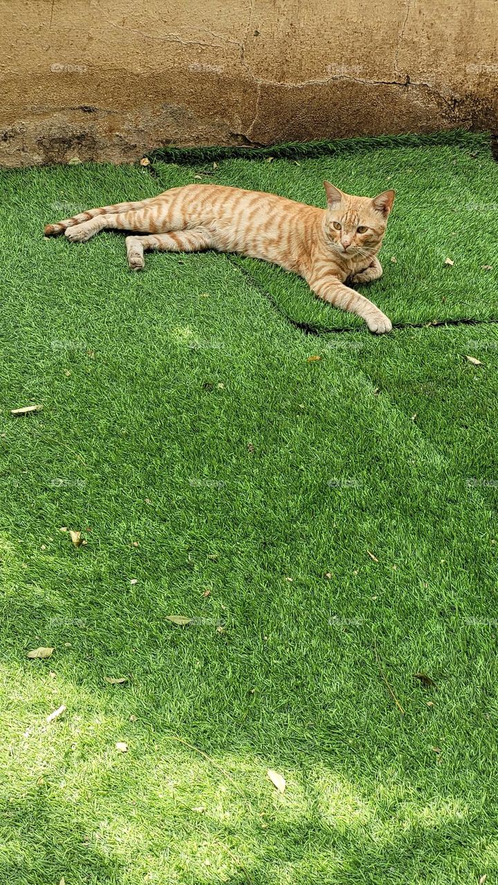 the cat relaxing on green grass carpet