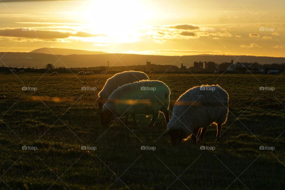Dusk at Holy Island … three sheep grazing as the sun sets 