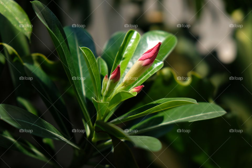 Desert Rose (Adenium Obesum)