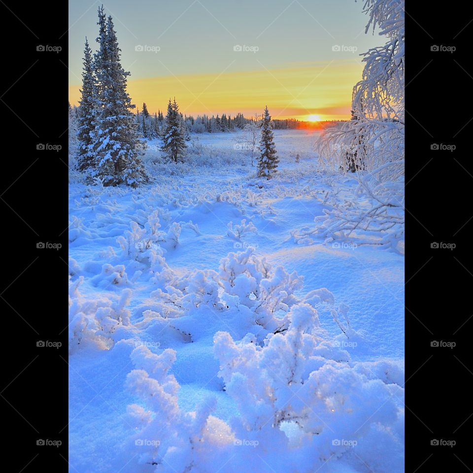 Moon, winter, night, snow, frost, new year, evening, dark, Christmas trees, larches, tundra, walk, burgundy, background, color, north, moonlight night, moonlight evening, moonlight forest, santa claus, holiday,
