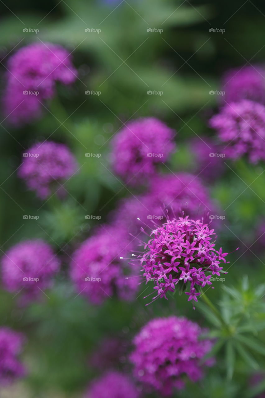 close-up macro selective focus of.purple  flower