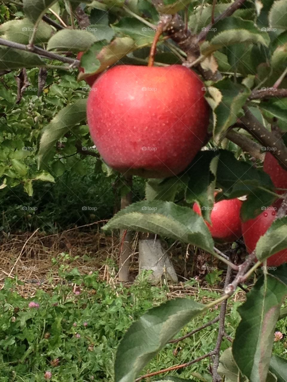 Apple orchard trees.