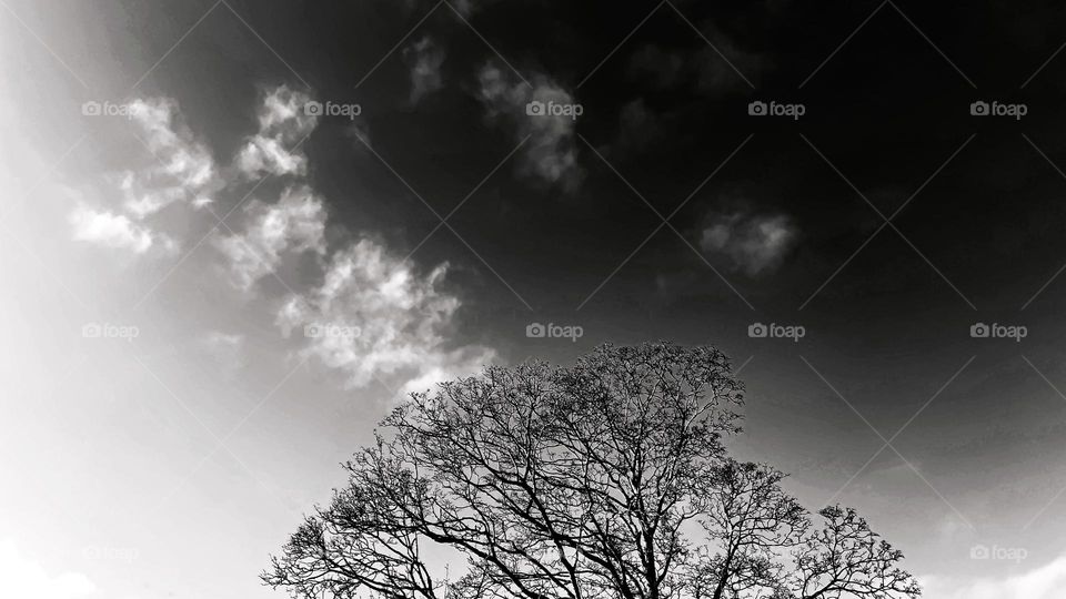 Dramatic winter morning sky with silhouette of a tree. Black and white image of nature