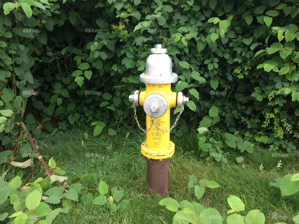 Wild hydrant 2