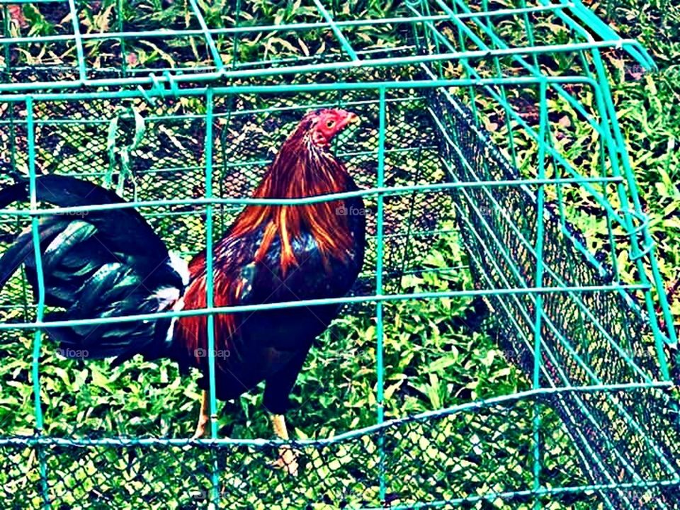 Caged Game fowl High Breed