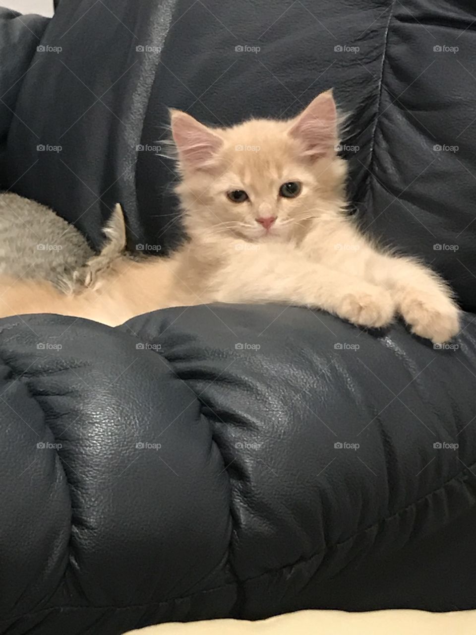 Kitten sitting up