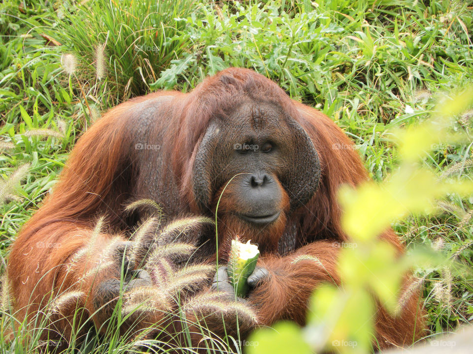 Nice close up of orangutan