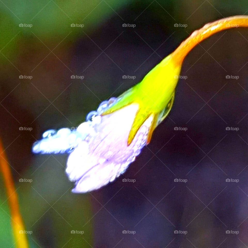 dew on wildflower