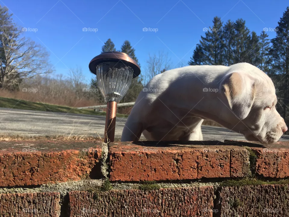 Cute dog