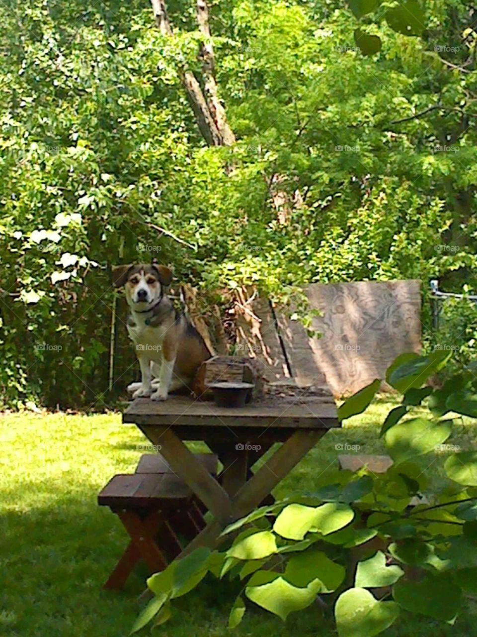 dog picnic