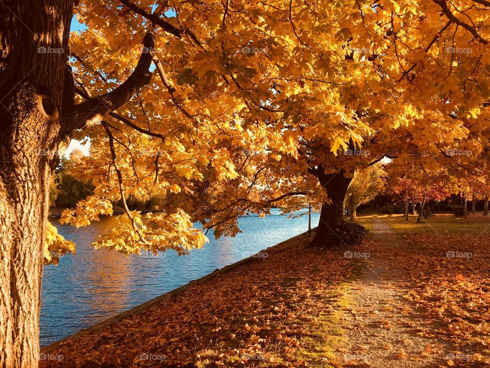 Beautiful autumn leaves