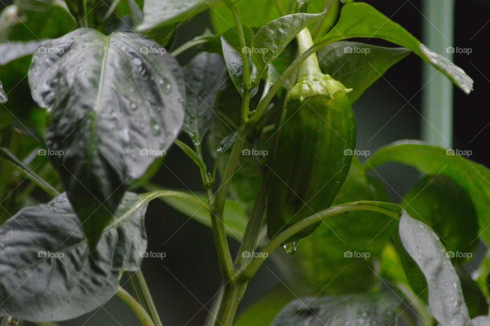 Green Pepper