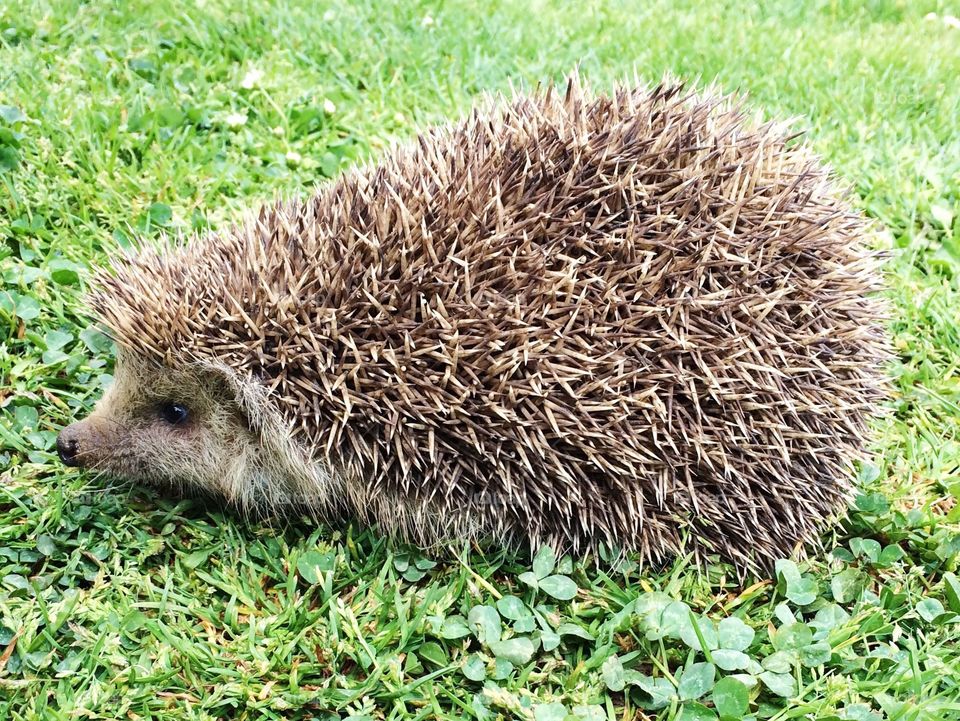 Hedgehog