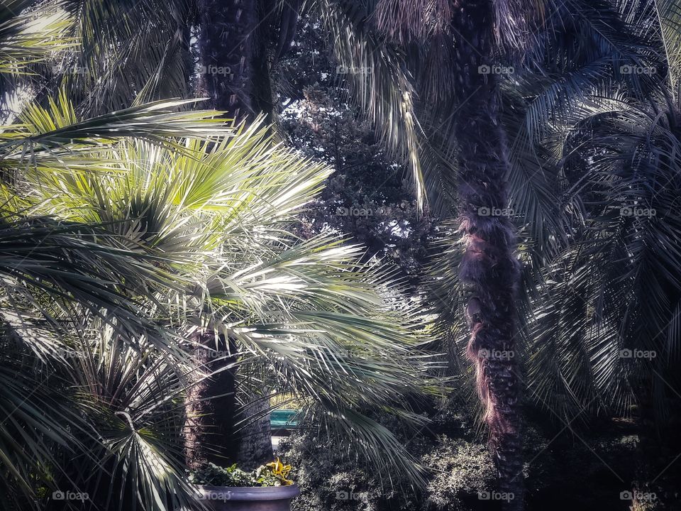 Spring flowers wild nature greens outdoor plant flower beauty