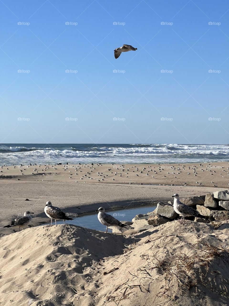 Seagull by the ocean