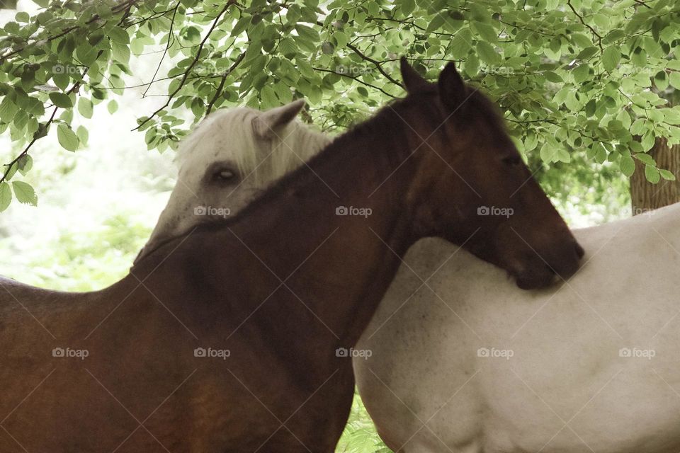 horses