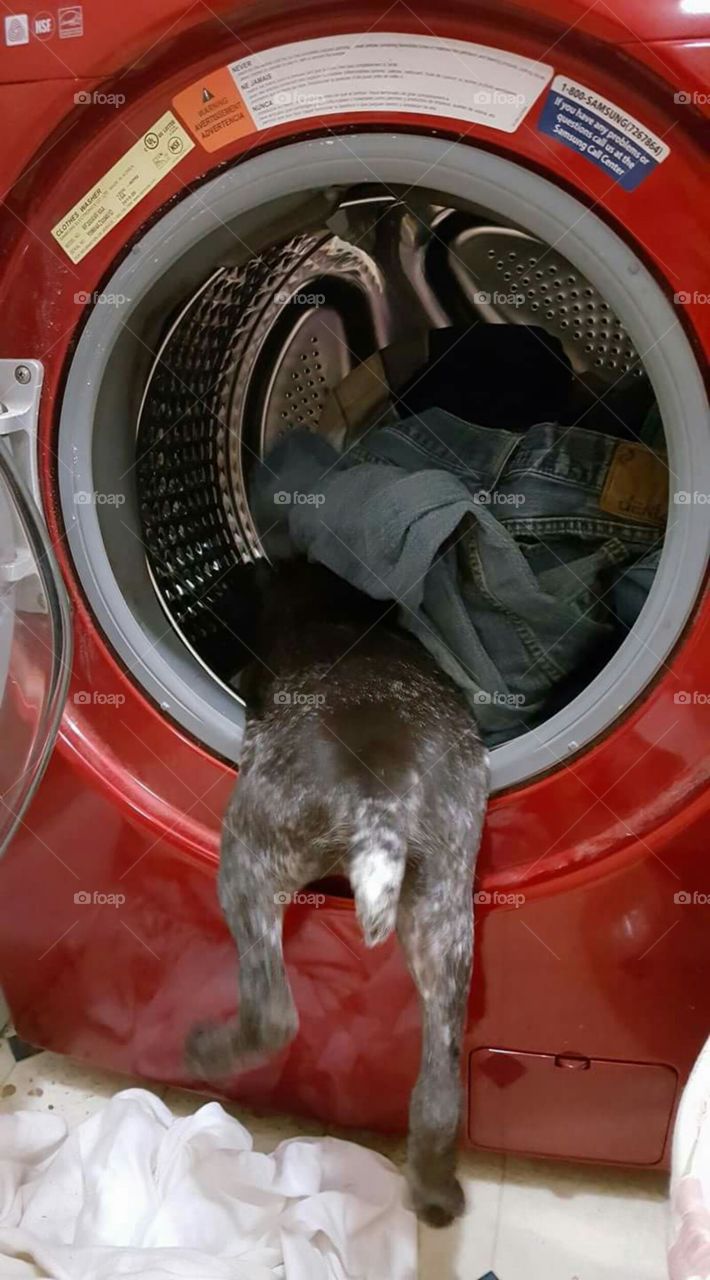 dog is into everything!