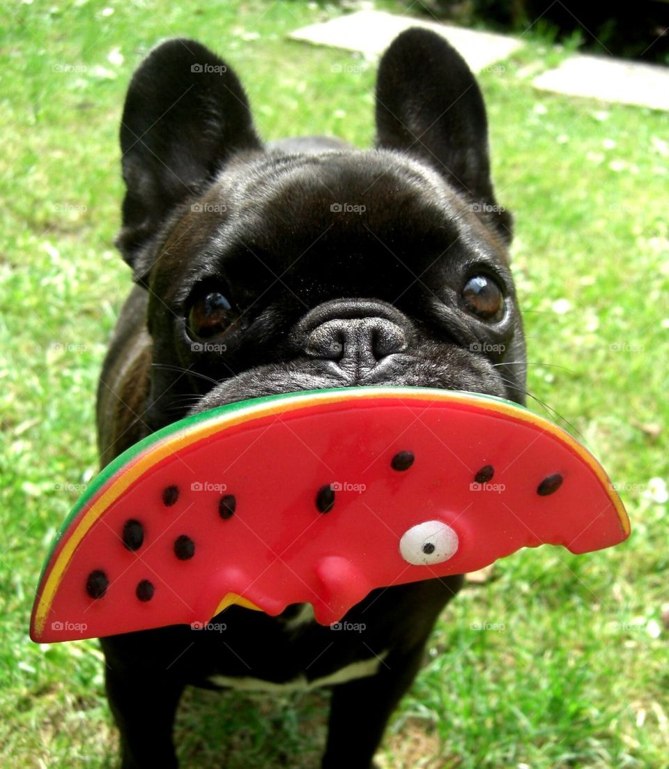 i love watermelon