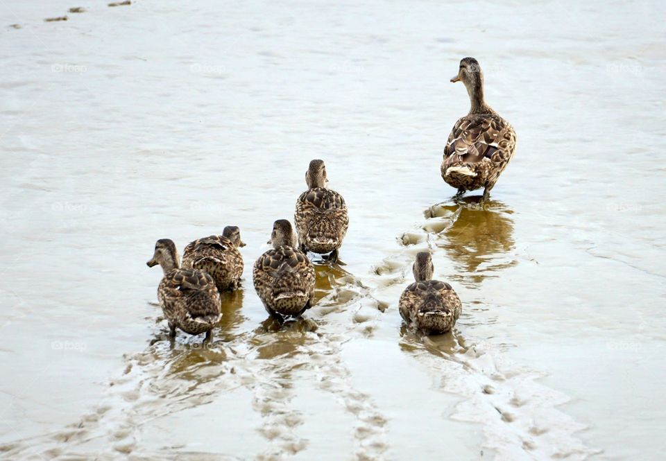 Walk with the family