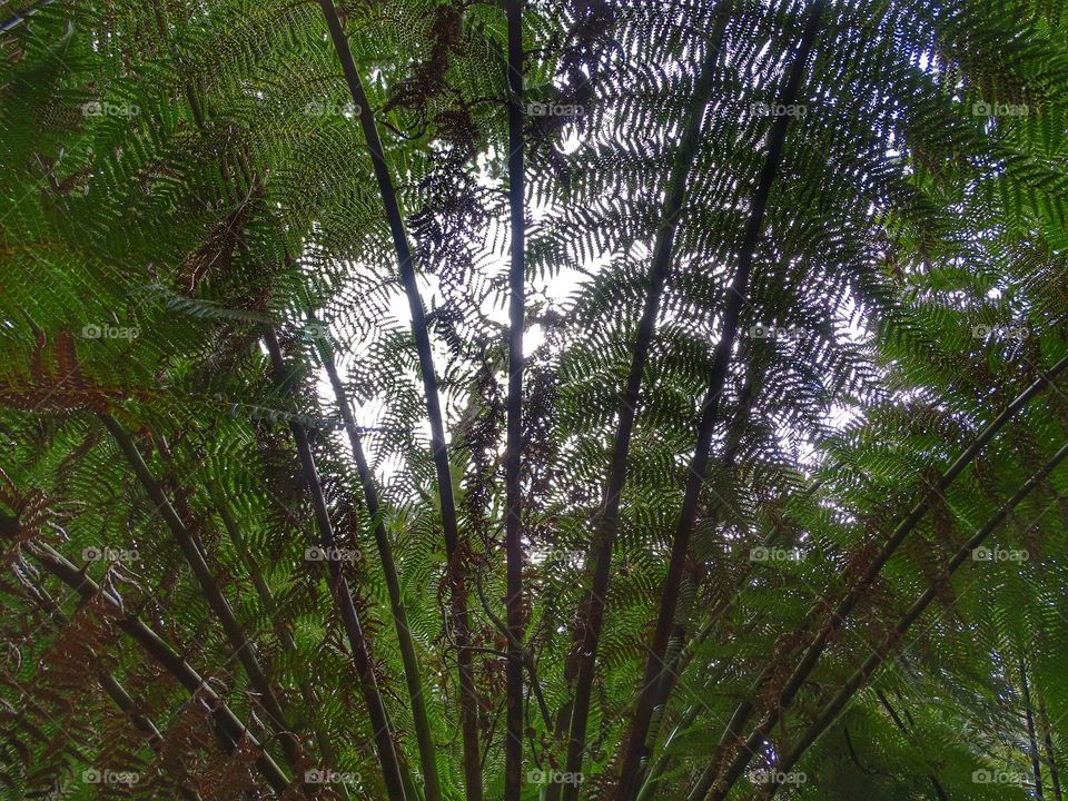 Looking up through tall ferns