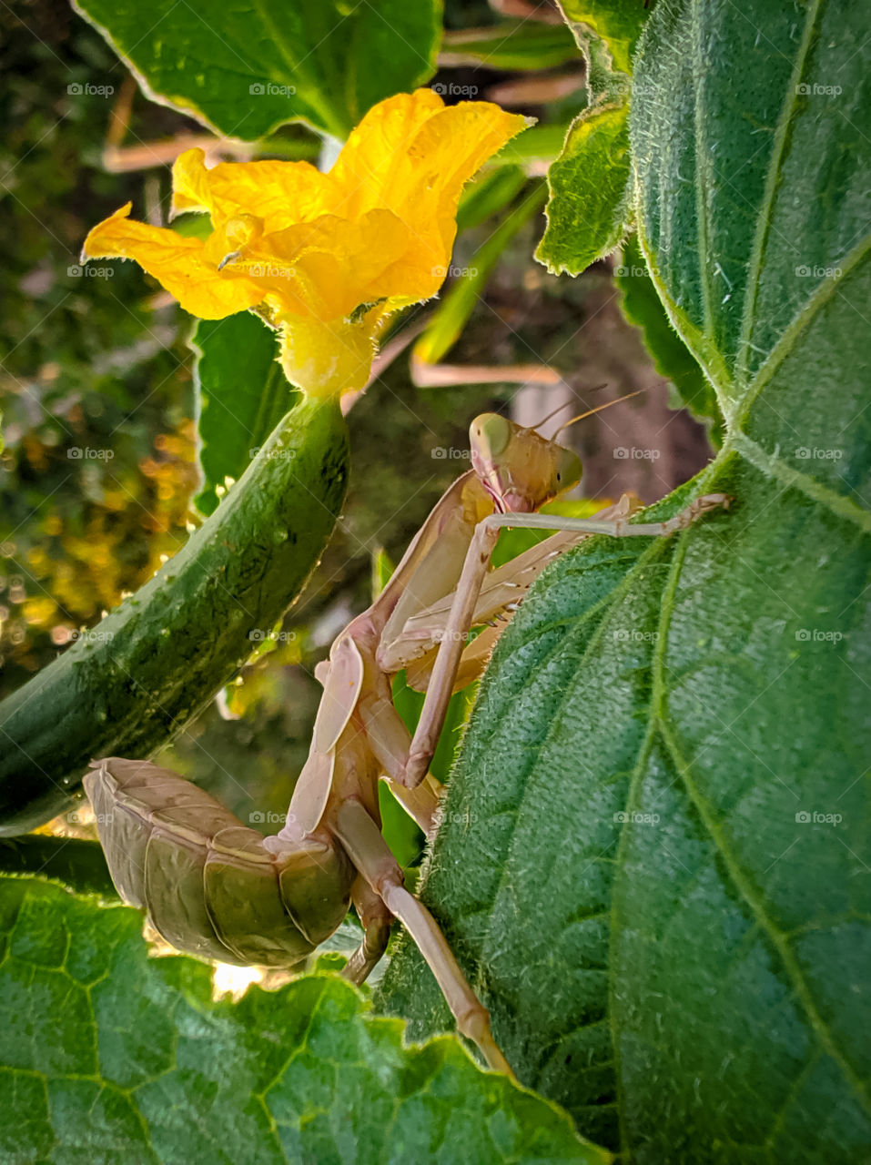 Mantis on a cucumber branch.