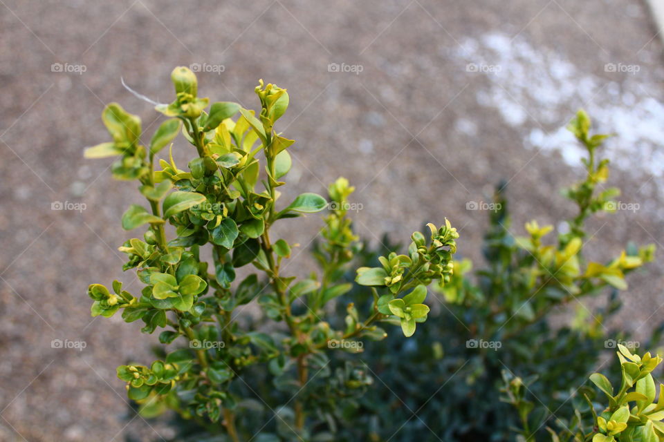 Close-up macro shot of green plant