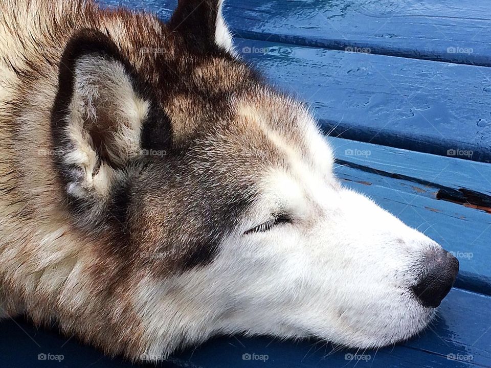 Husky sleeping on wooden material