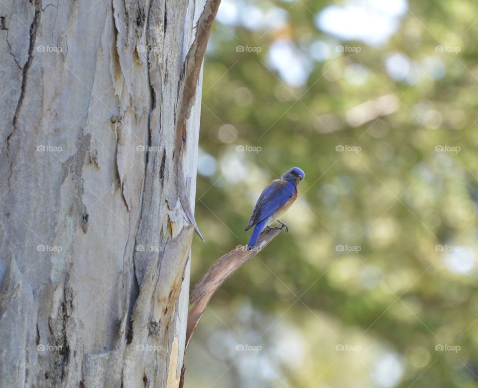 blue bird sitting on a tree branch