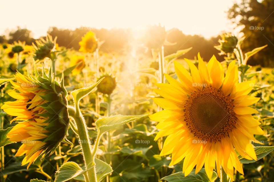 Nature, Flower, Flora, Sunflower, Summer