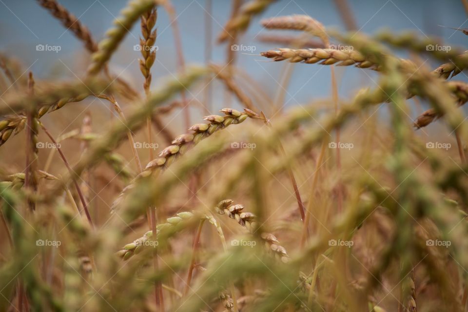 Close-up of wheat