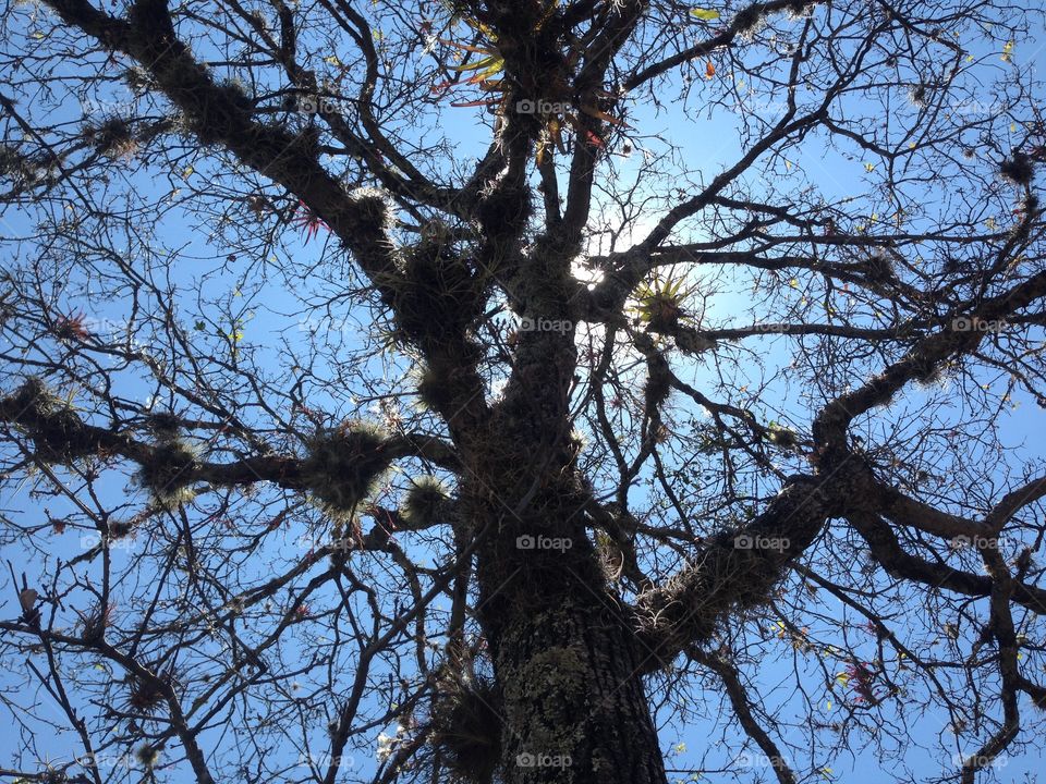 Wise Tree. Old tree with the sun in the background