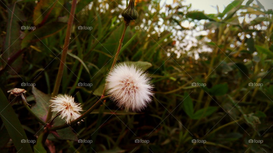 Flower, Nature, Grass, Flora, Summer