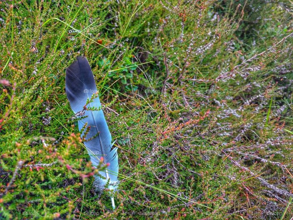 A feather in the heather, Cwmbach, Aberdare, Wales (Summer, 2018)