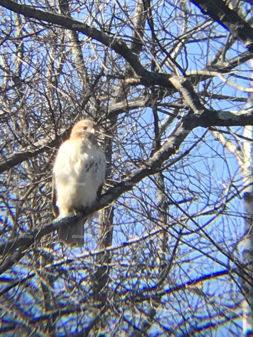 Hawk