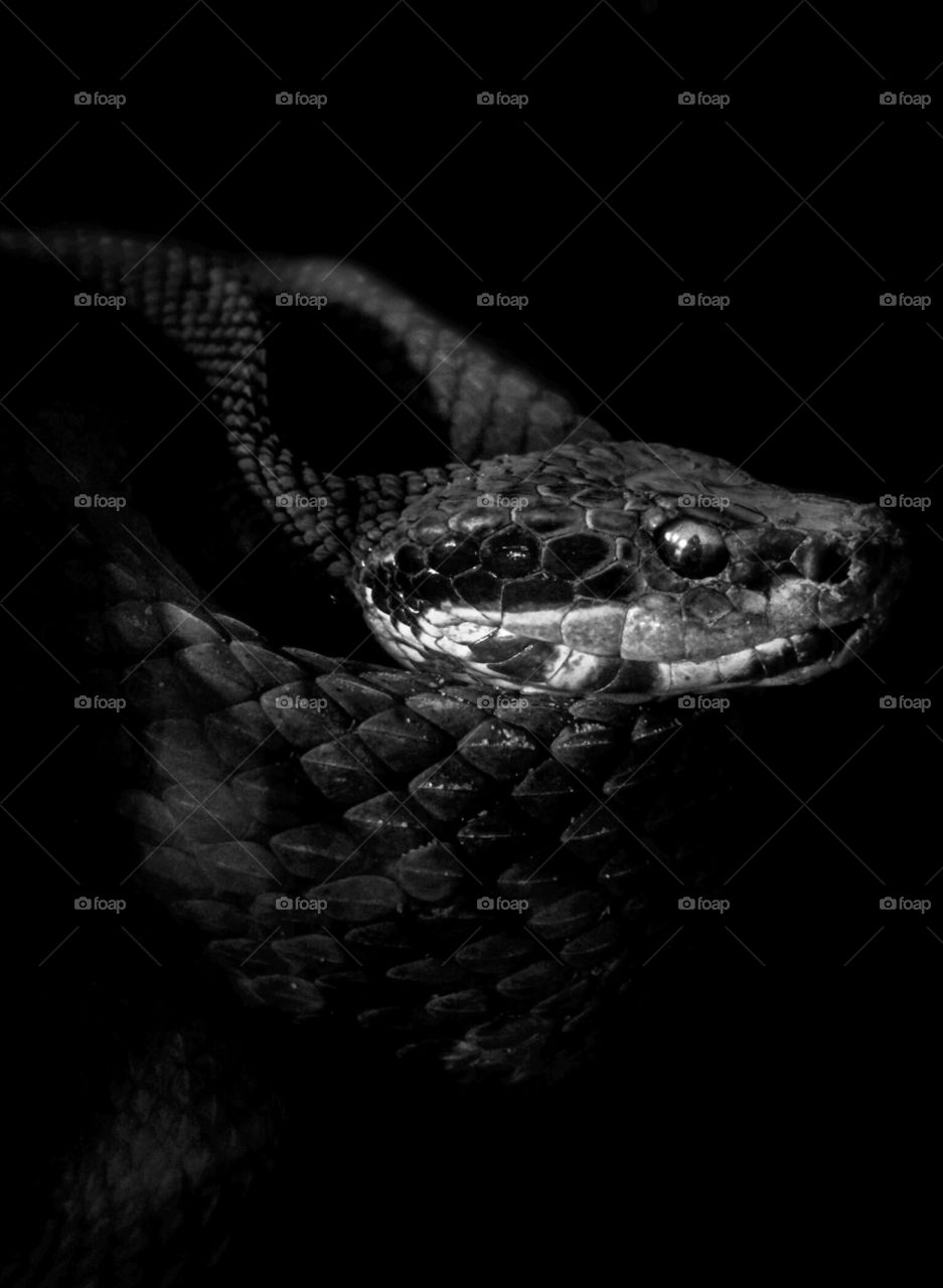 Cottonmouth In Black And White
