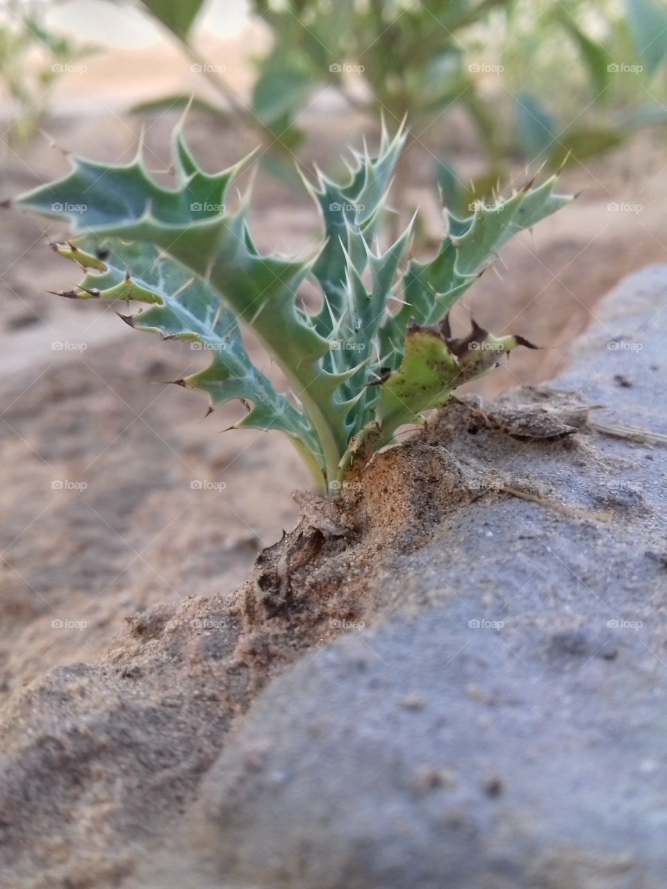 green beautiful plant natural.