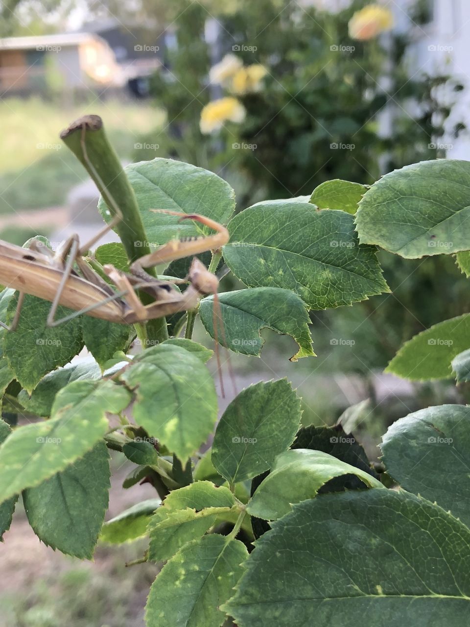 Preying mantis new home