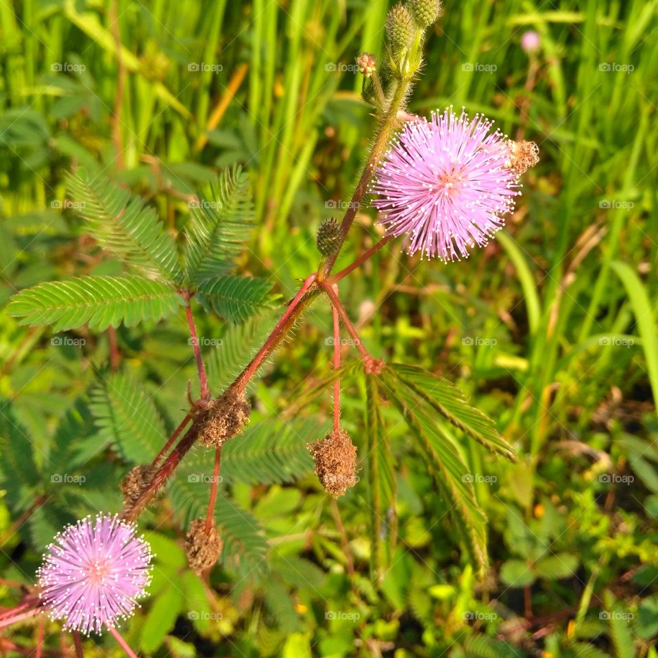 Purple flower on the garden