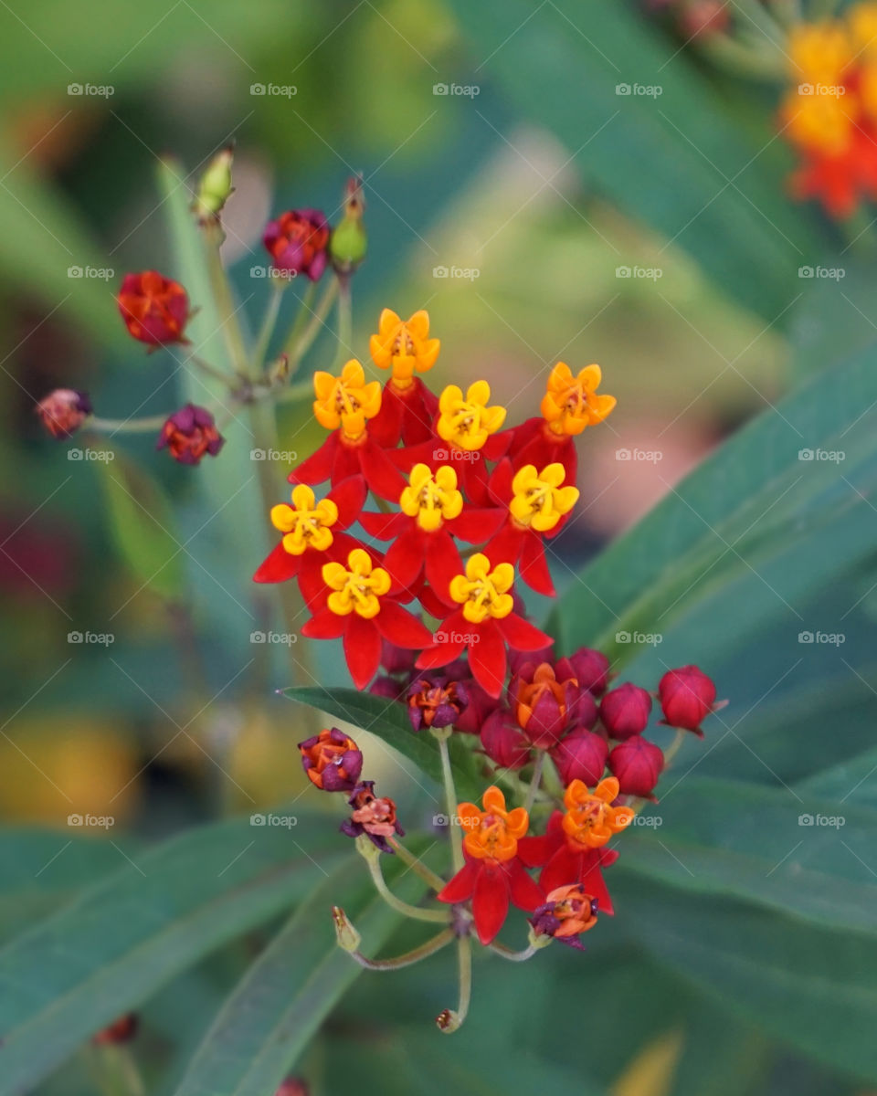 Red and yellow flowers