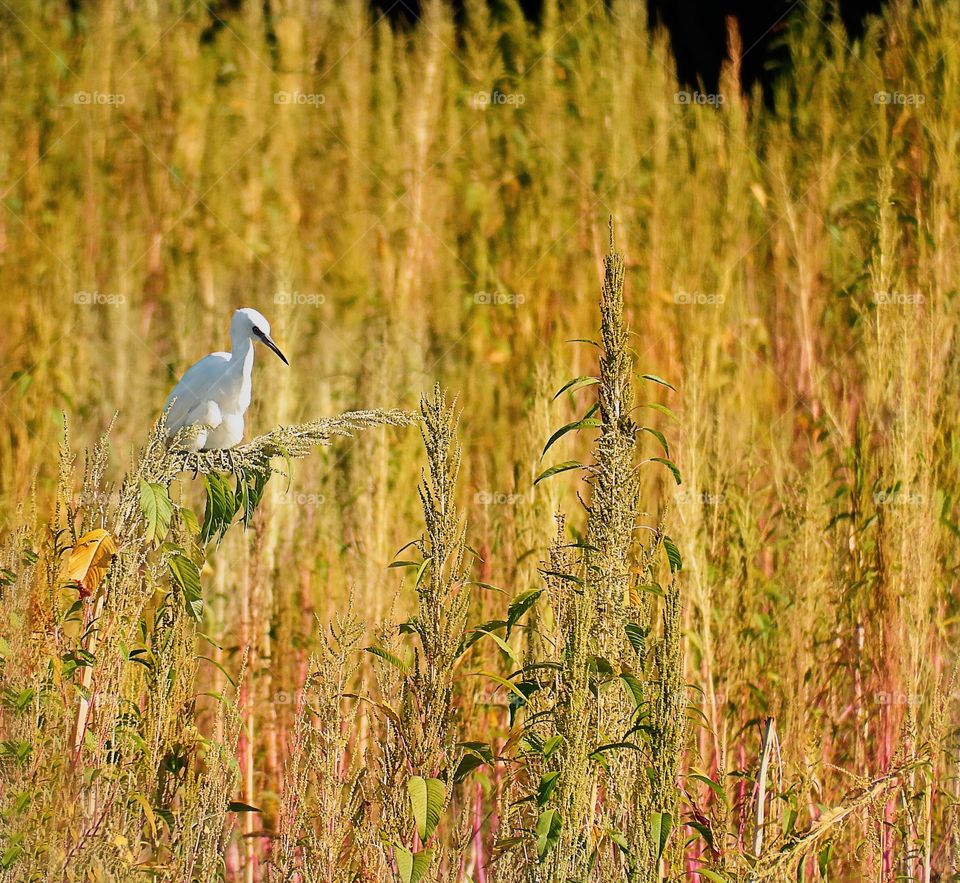 Beautiful White Egret in a field of yellow wetland reeds.