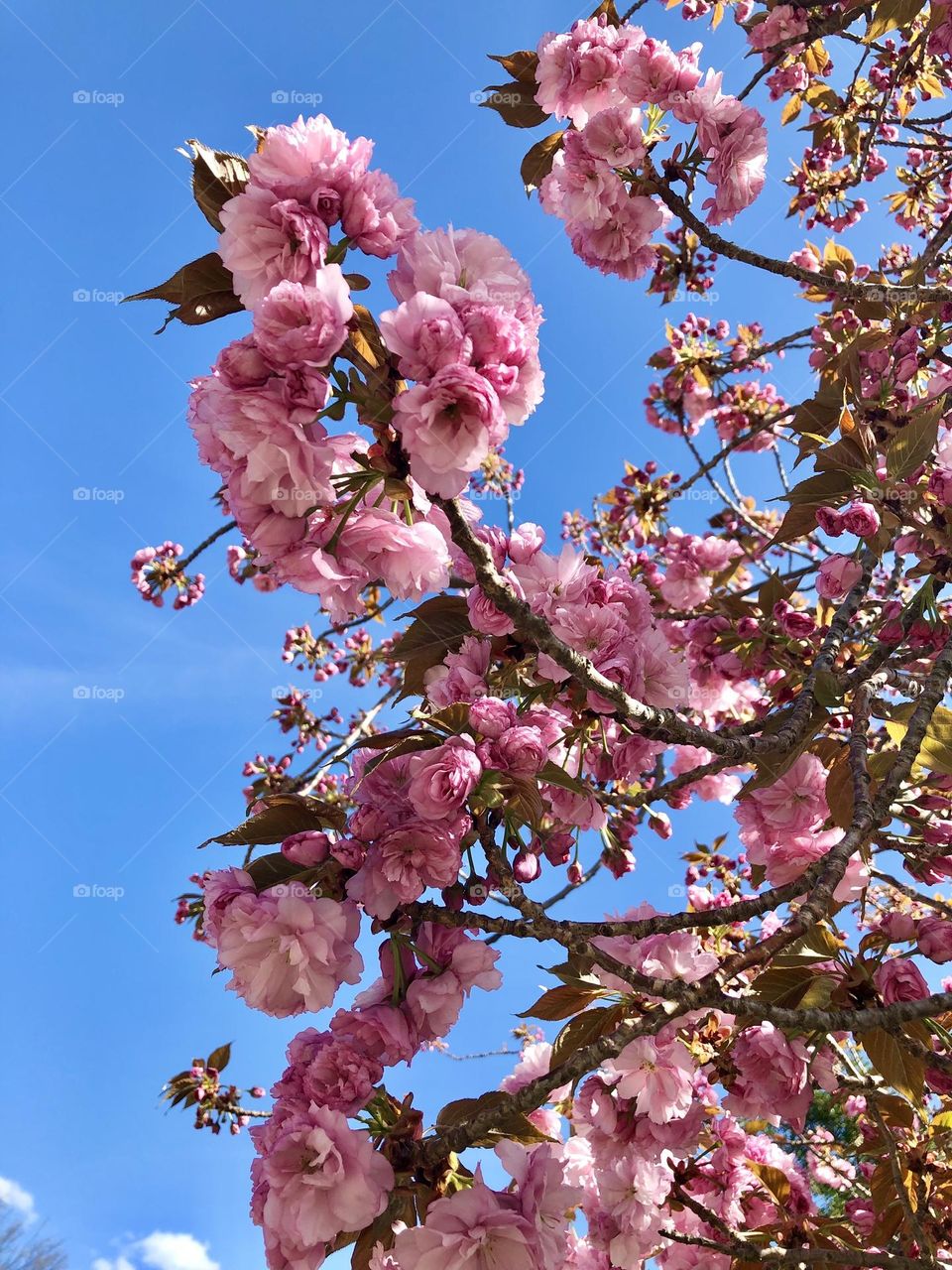 Cherry trees are blooming 